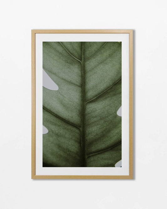 Colección Botánicos