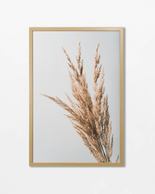 Colección Botánicos