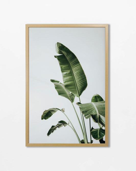 Colección Botánicos