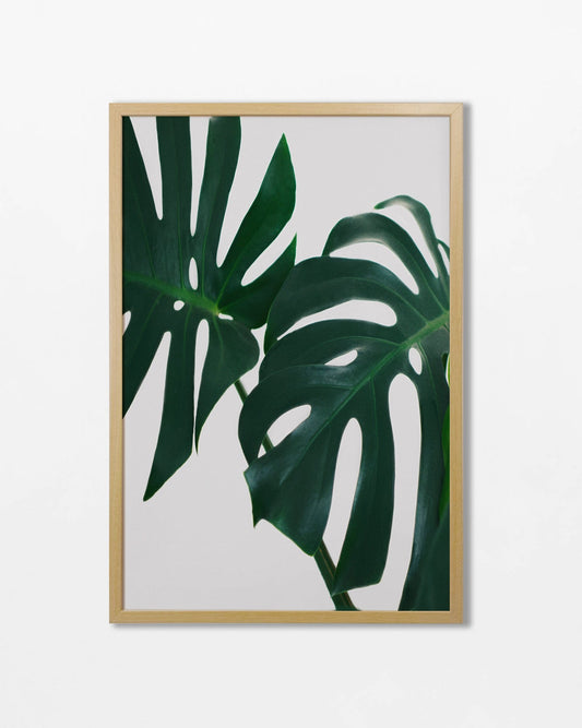 Colección Botánicos