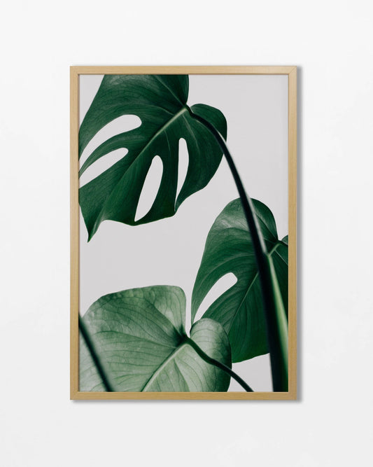 Colección Botánicos