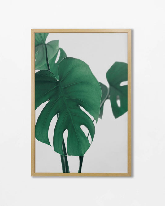 Colección Botánicos