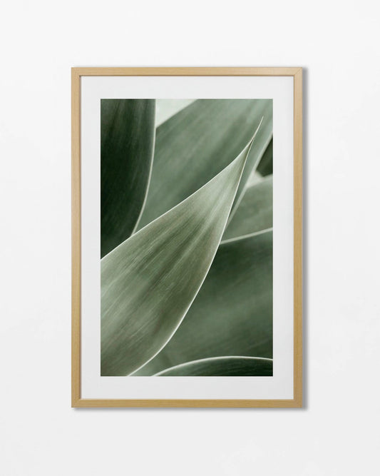 Colección Botánicos