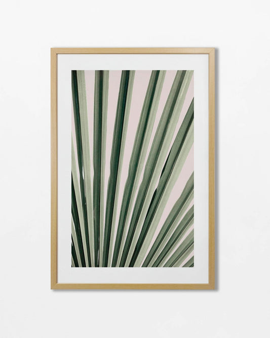 Colección Botánicos