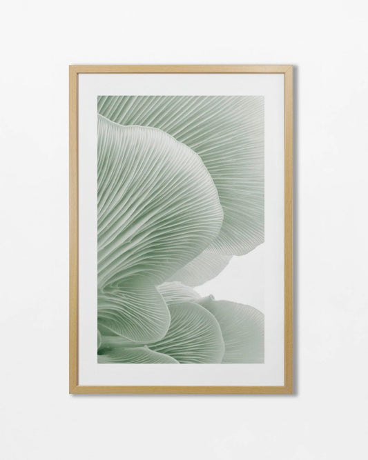 Colección Botánicos