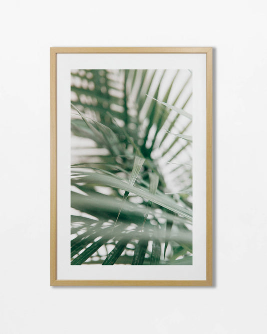 Colección Botánicos