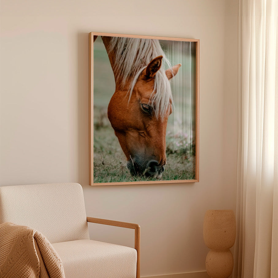 Colección Caballos