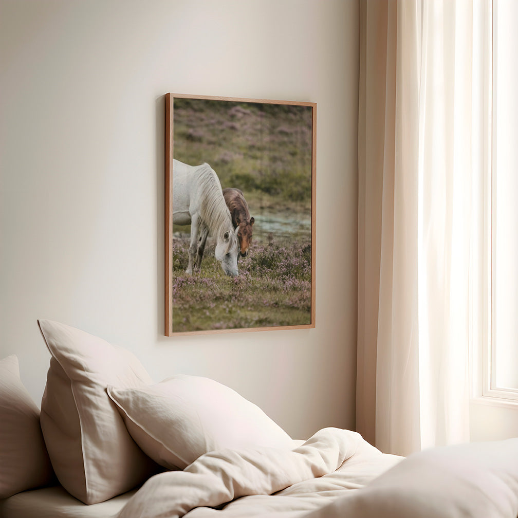 Colección Caballos