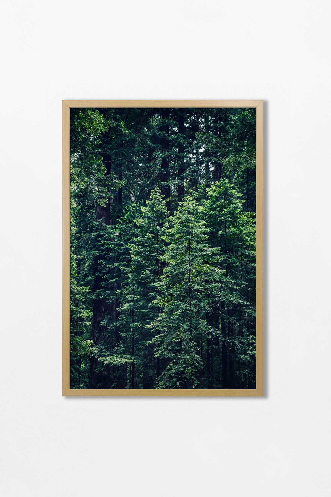 The Forest