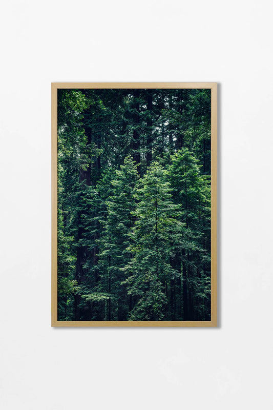 The Forest