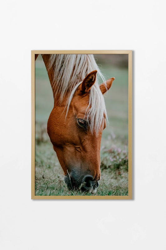 Colección Caballos