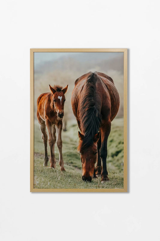 Colección Caballos