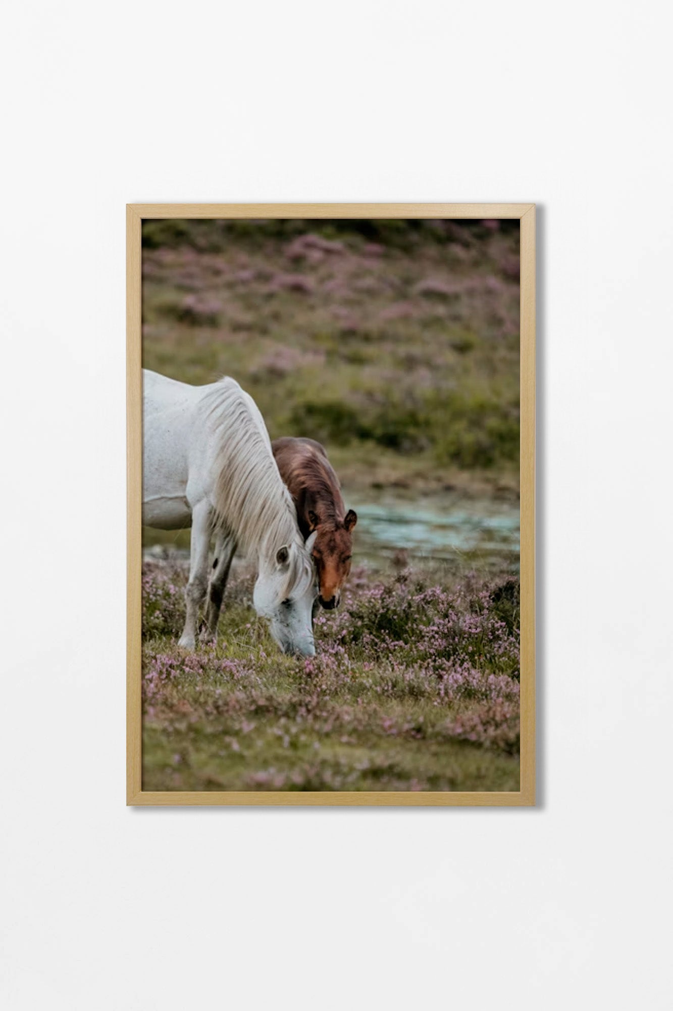 Colección Caballos