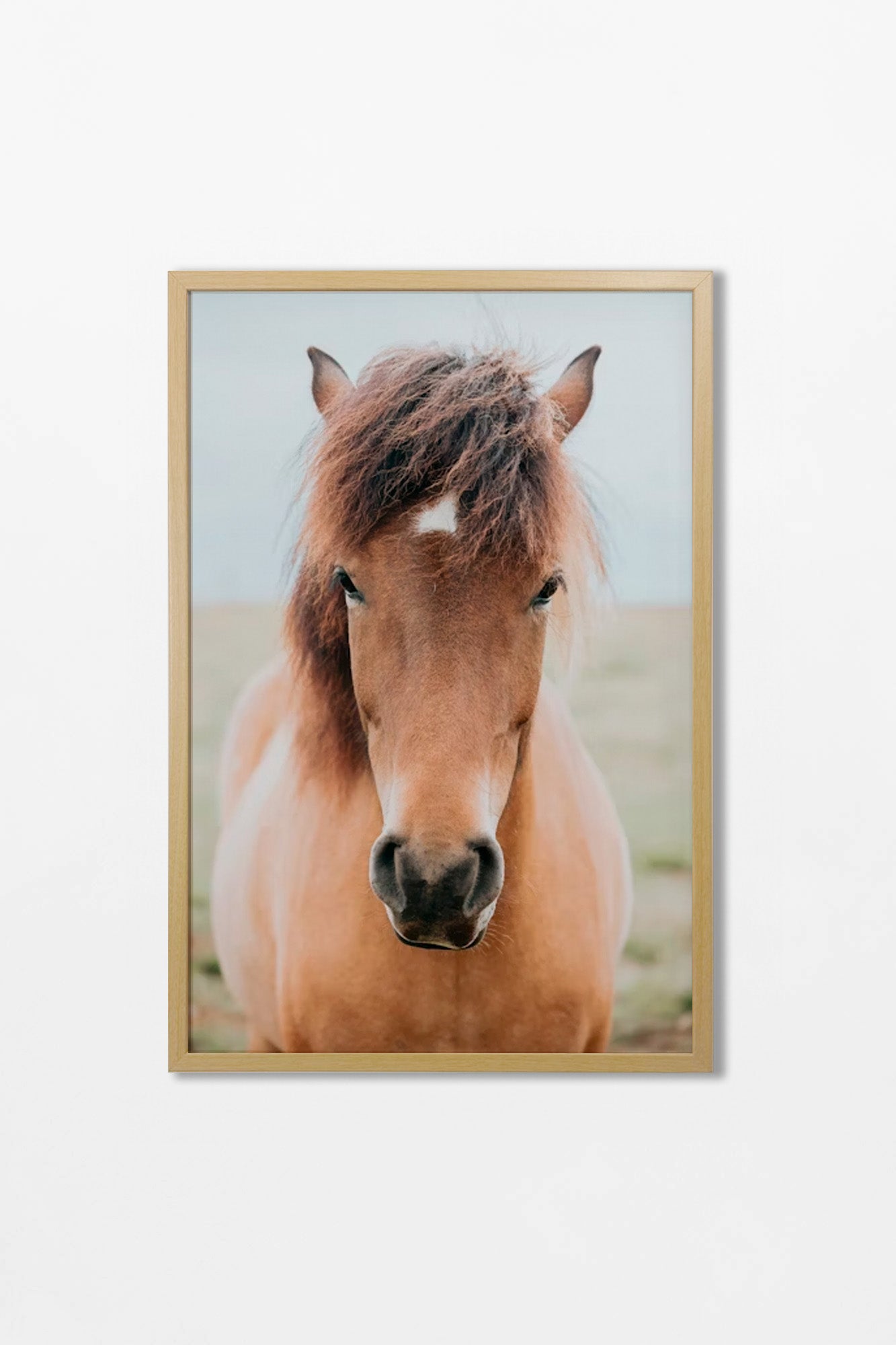 Colección Caballos