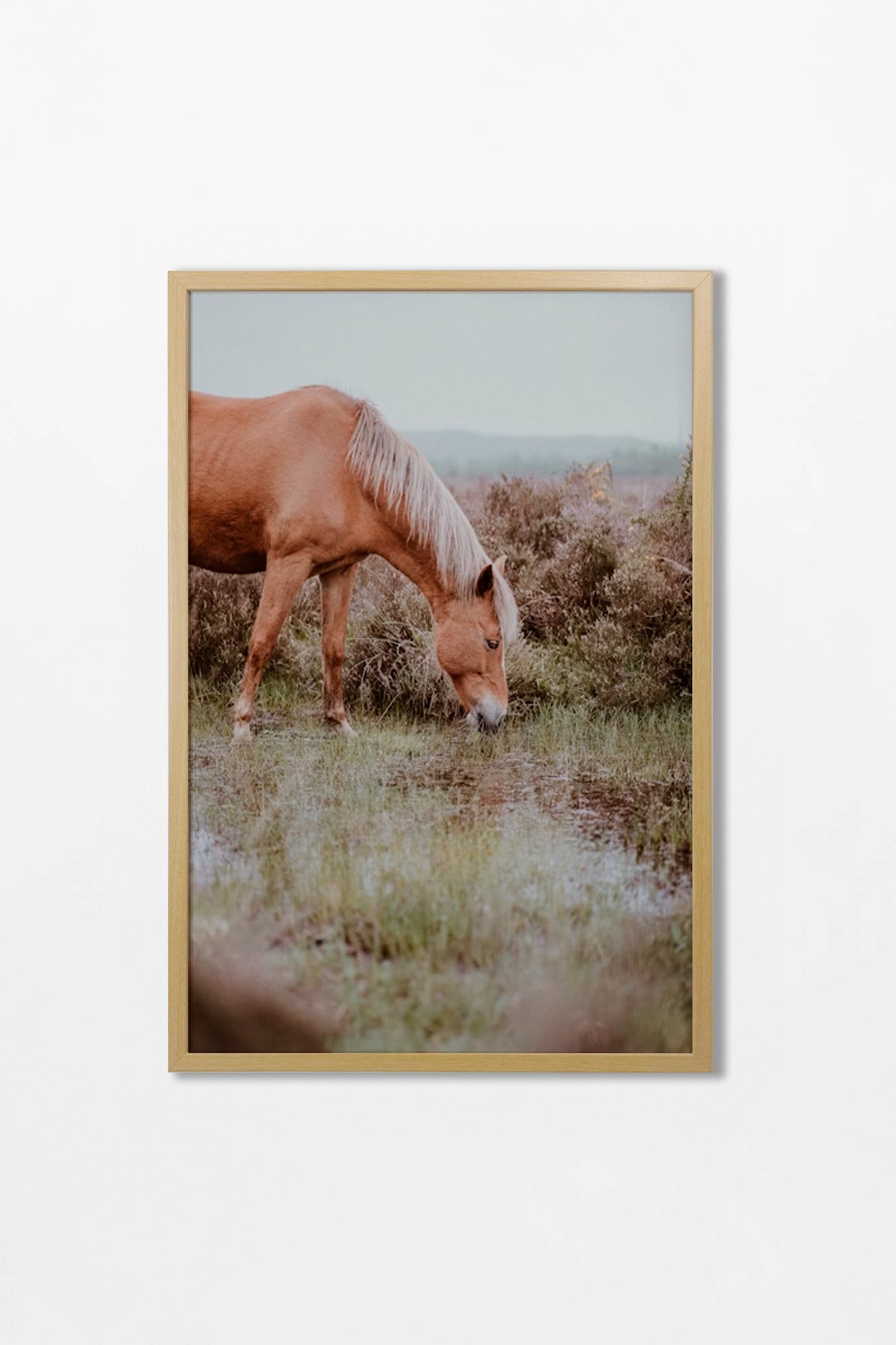 Colección Caballos