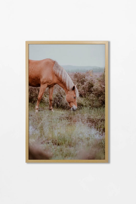 Colección Caballos