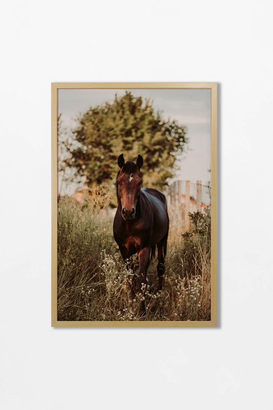Colección Caballos