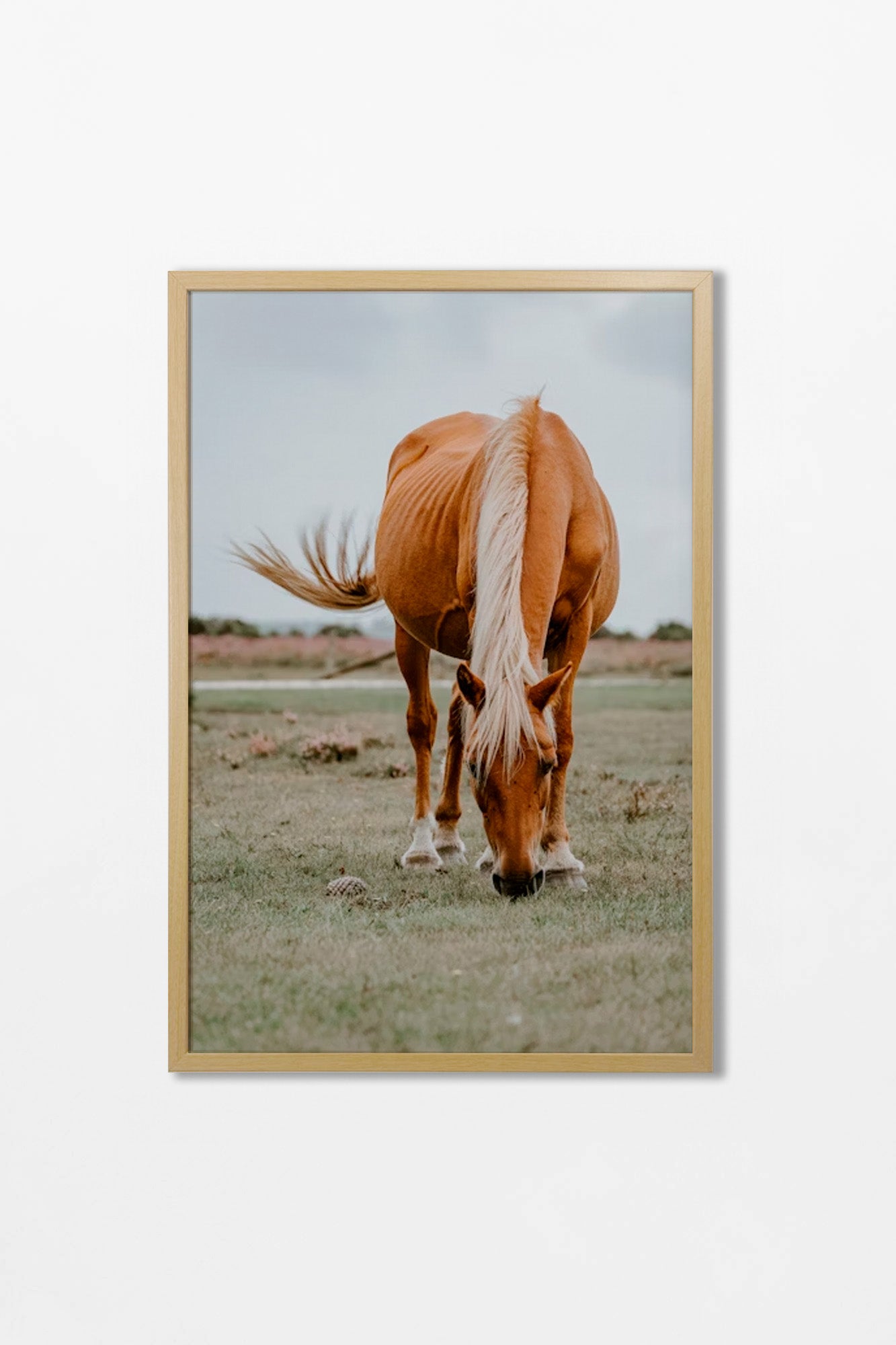 Colección Caballos